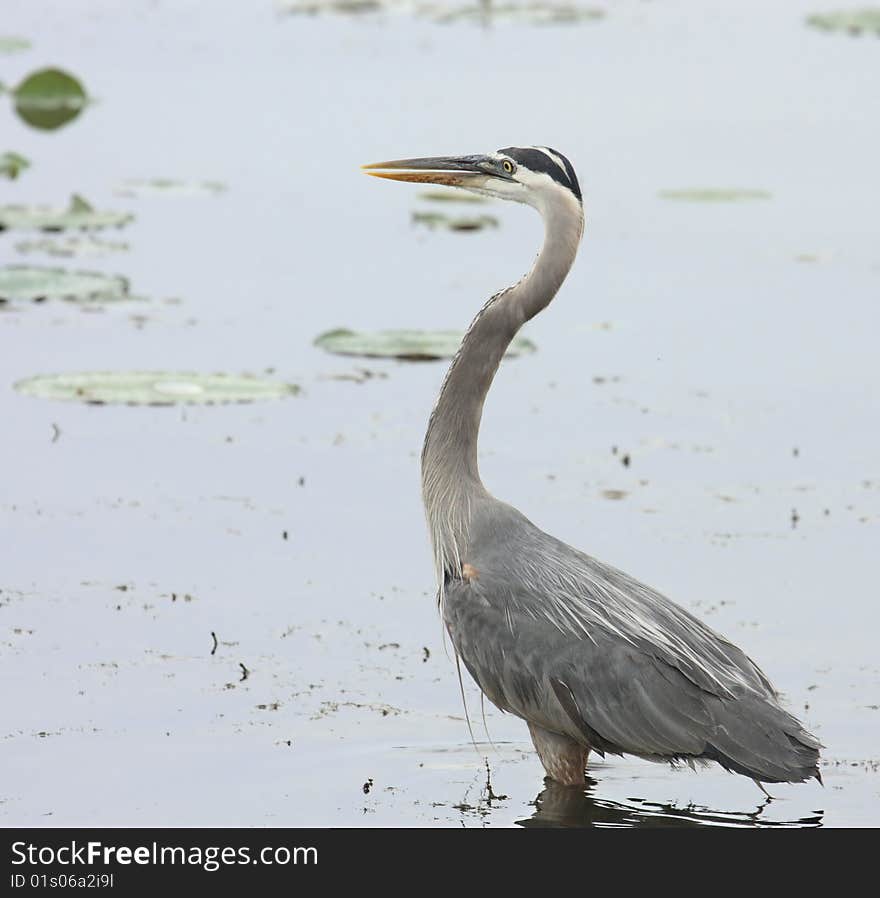 Great blue heron (Ardea herodias) standing in a lake