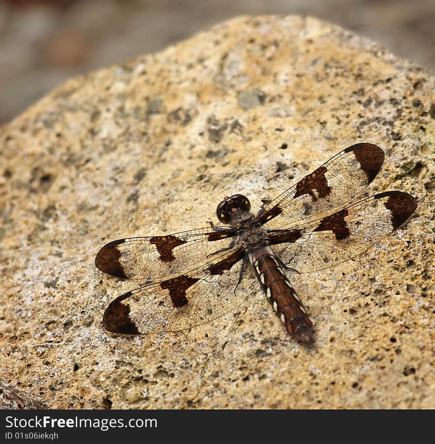 Female common whitetail dragonfly (Plathemis lydia) on a rock