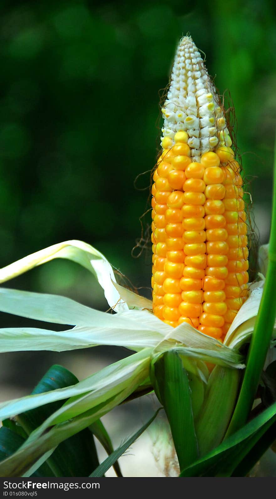 Corn or maize crops taken at a fruit farm. Corn or maize crops taken at a fruit farm