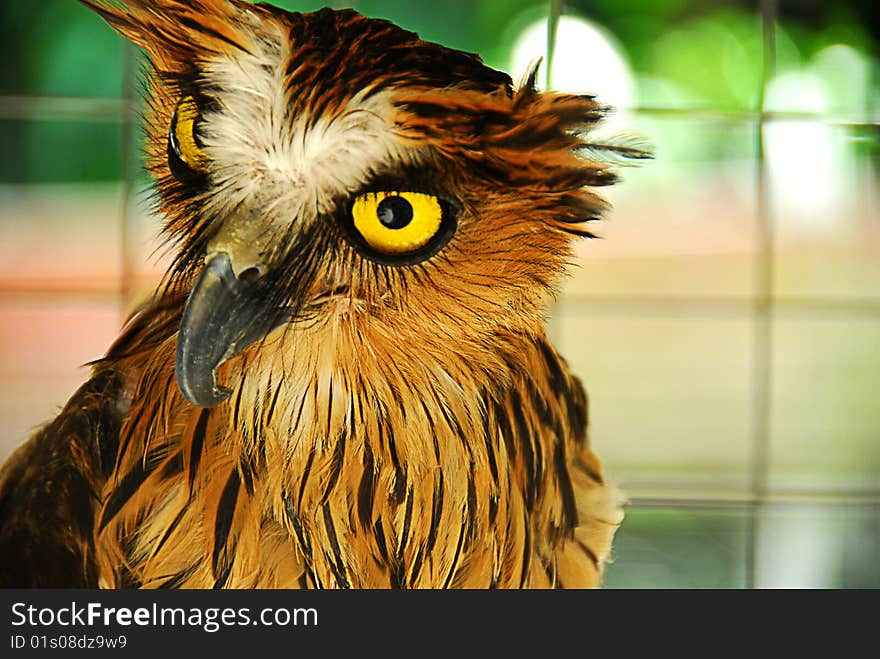 Buffy fish owl