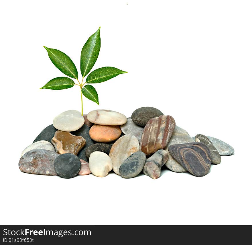 Tree shot growing from pile of pebbles