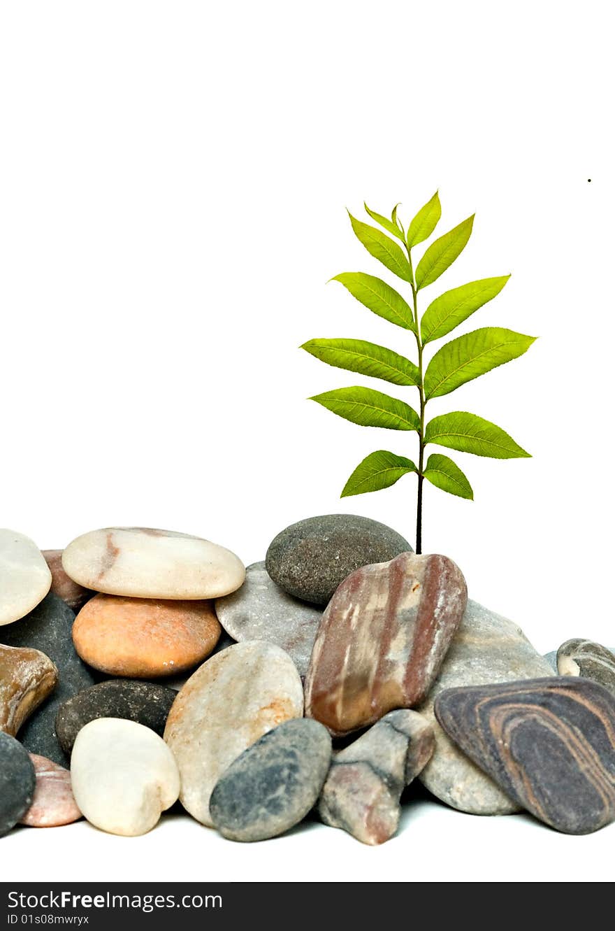 Tree shot growing from pile of pebbles