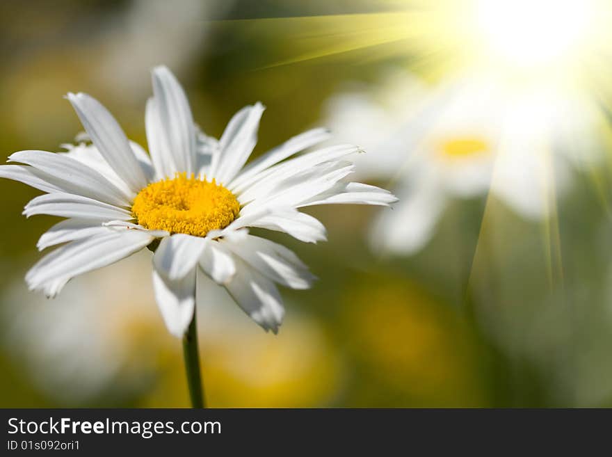 Beautiful daisy flowers on the field