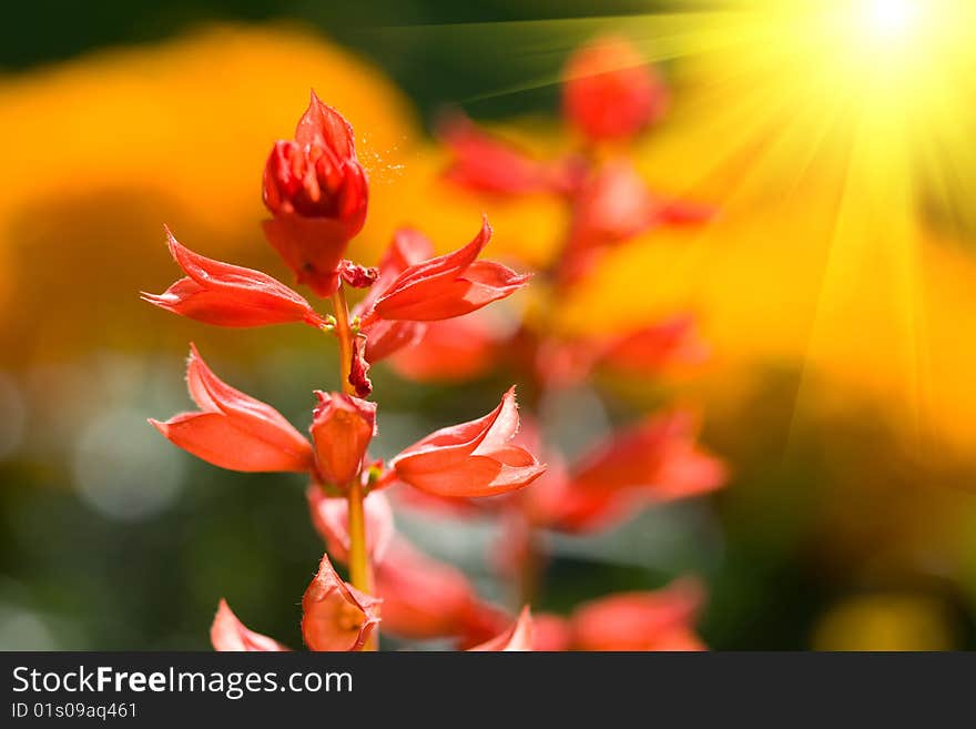 Beautiful red flowers on the field