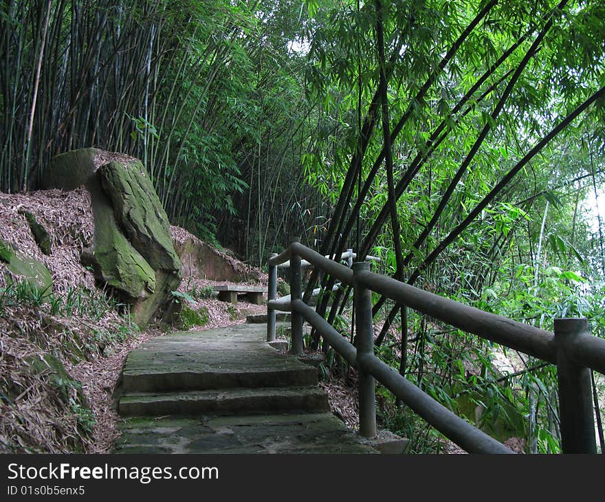 Bamboo trail，taken in Chongqing. Bamboo trail，taken in Chongqing