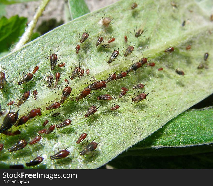 Small insects on the sheet. Small insects on the sheet