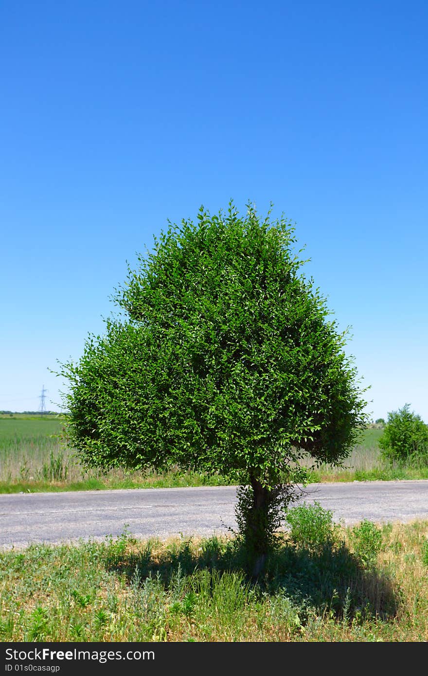 Green a short-haired tree