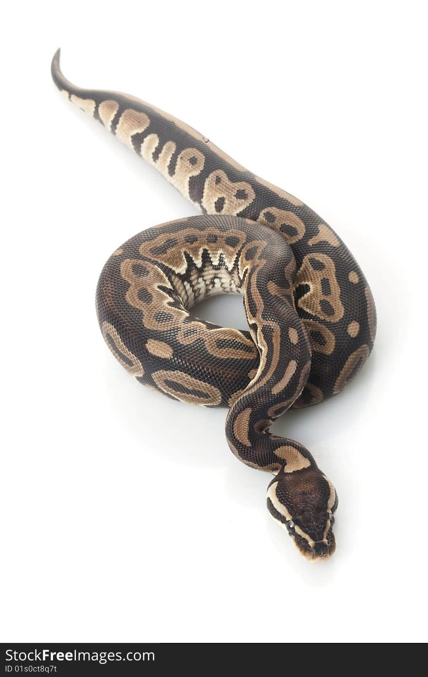 Ball python