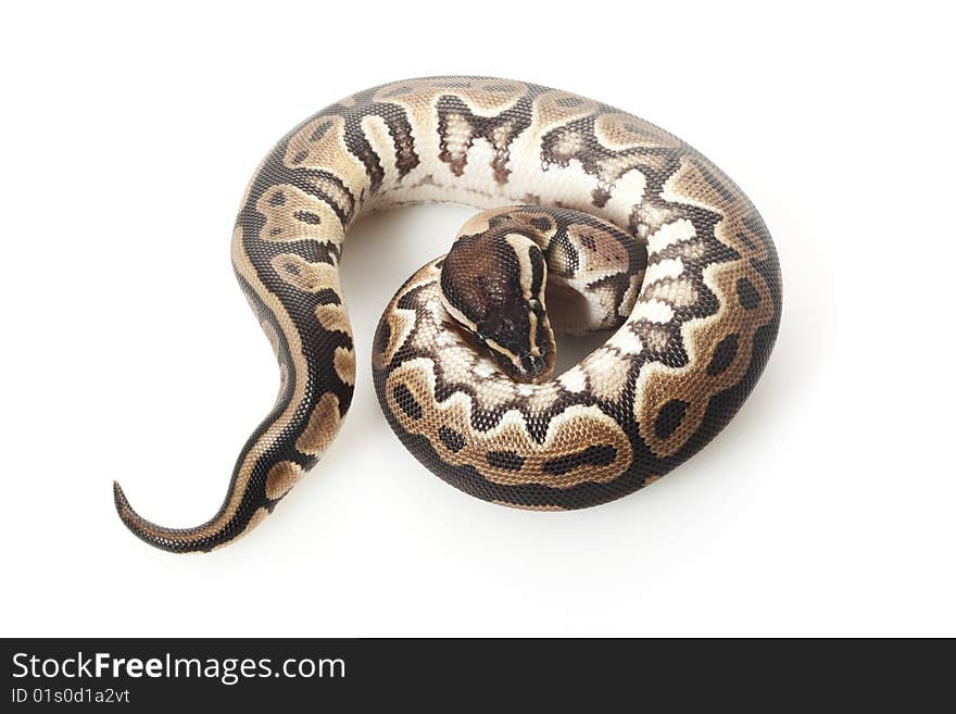 Ball python (Python regius) isolated on white background.