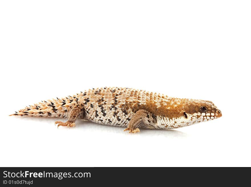 Pygmy Spiny-tailed Skink (Egernia depressa) isolated on white background.