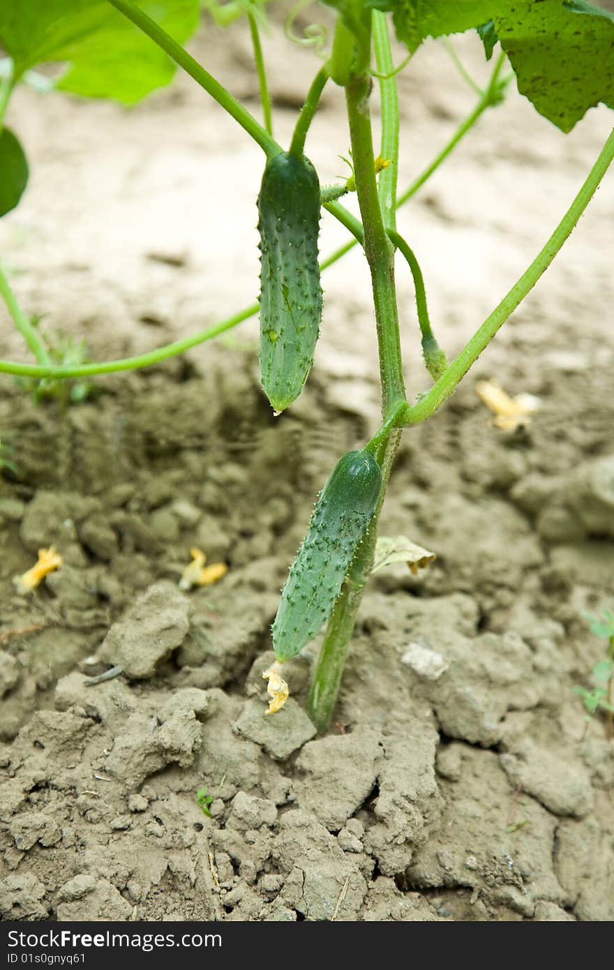 Cucumbers