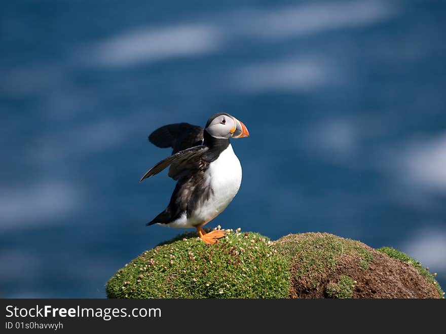 Puffin Fratercula arctica