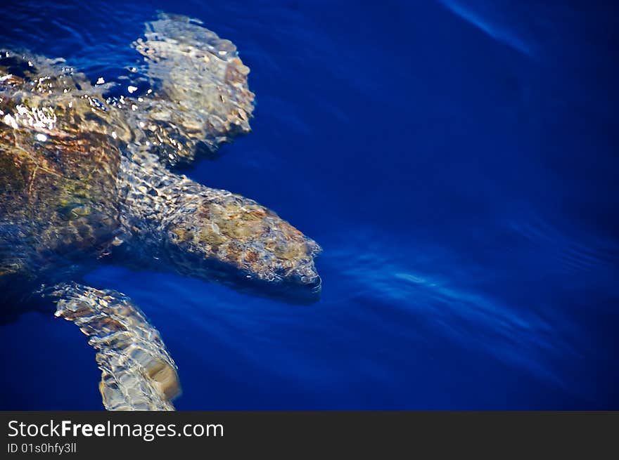 A photo of a sea turtle in a blue sea. A photo of a sea turtle in a blue sea