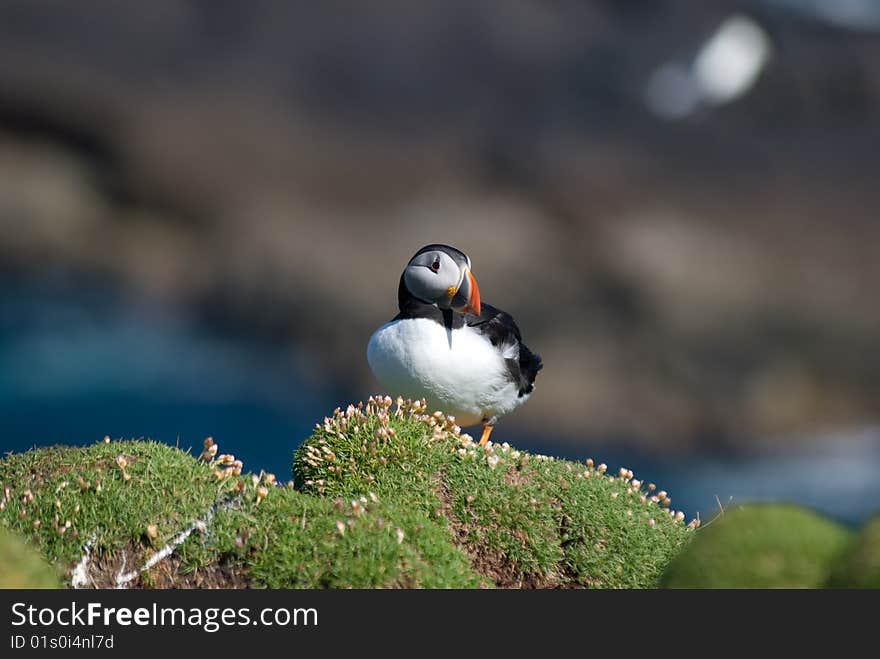 Puffin Fratercula arctica