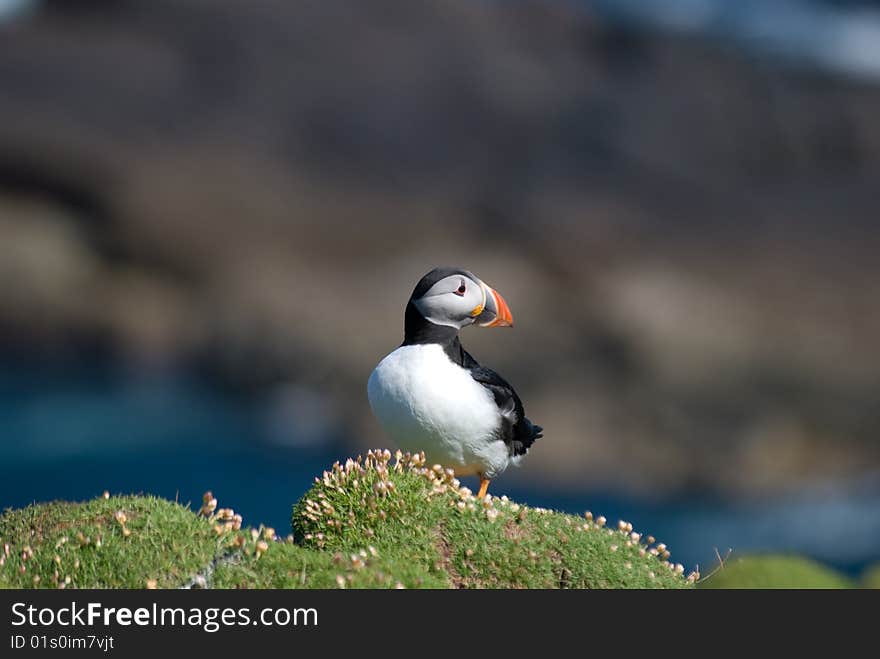 Puffin Fratercula arctica