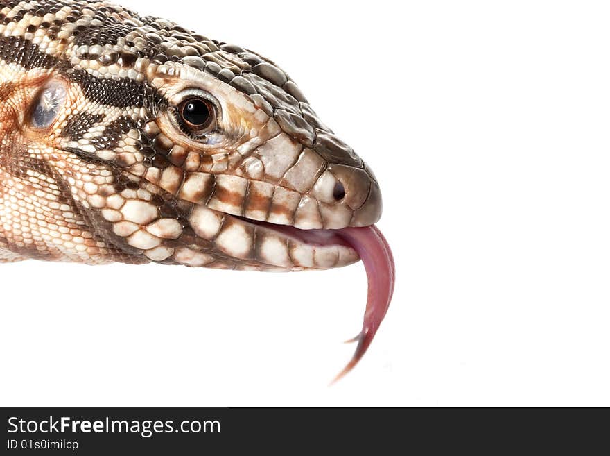 Red Tegu (Tupinambis rufescens) isolated on white background.