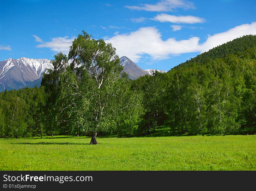 Young birches on a green glade