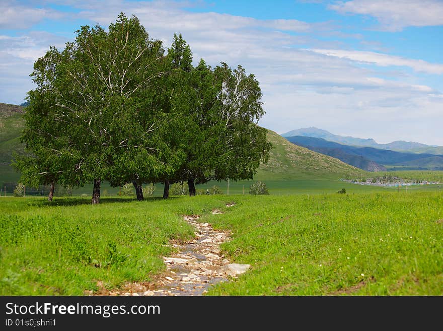 Young birches on a green glade