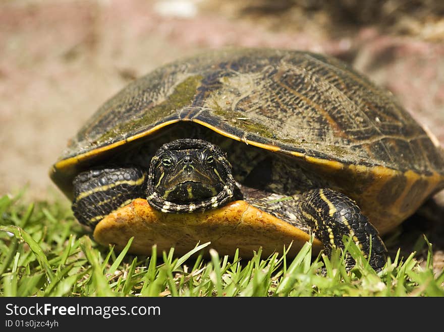 A River Turtle has its head starting to peek out as it searches for a morning meal. A River Turtle has its head starting to peek out as it searches for a morning meal