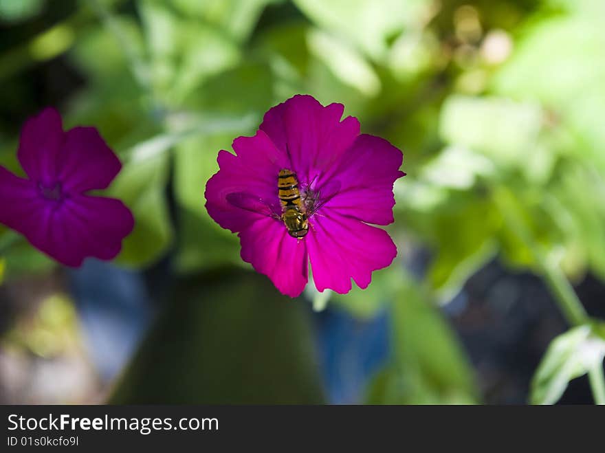 A wasp on a pink flower