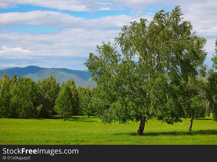 Young birches on a green glade