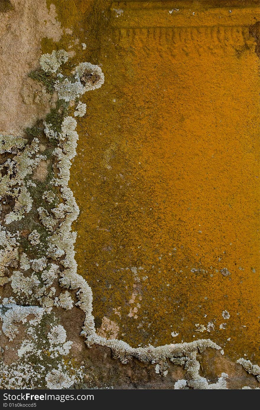 A beautiful lichen on a stone background. A beautiful lichen on a stone background