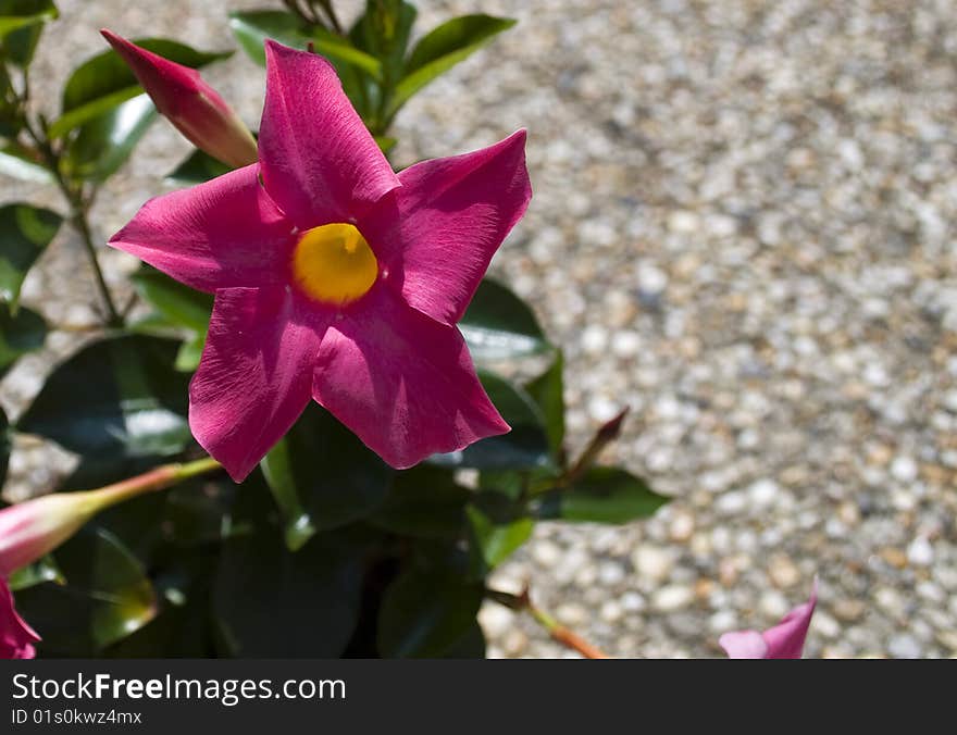 A pink flower in the summer