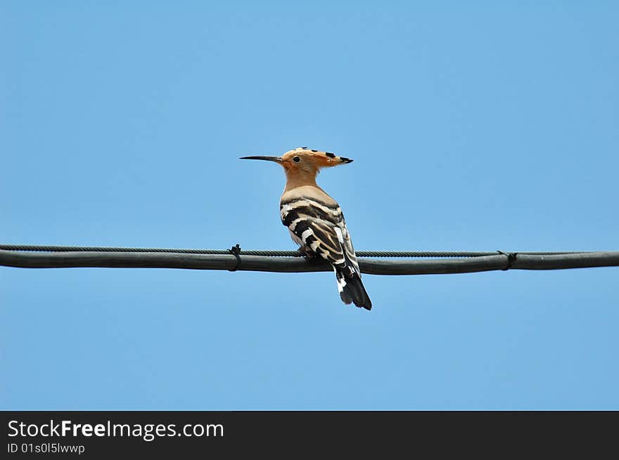 A hoopoe on a wire