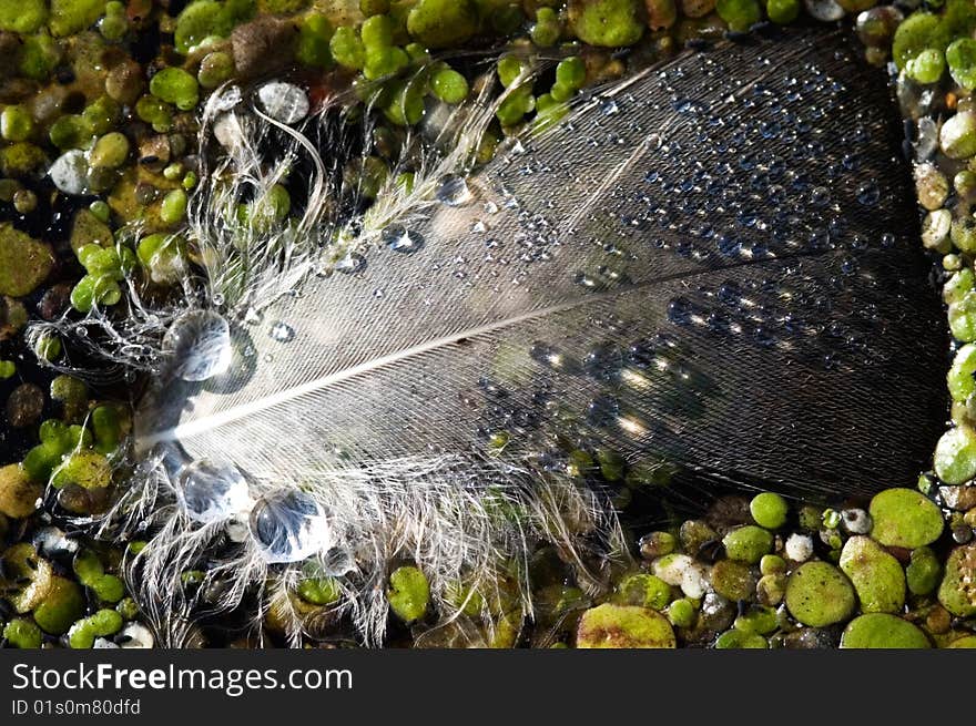 Feather with raindrops