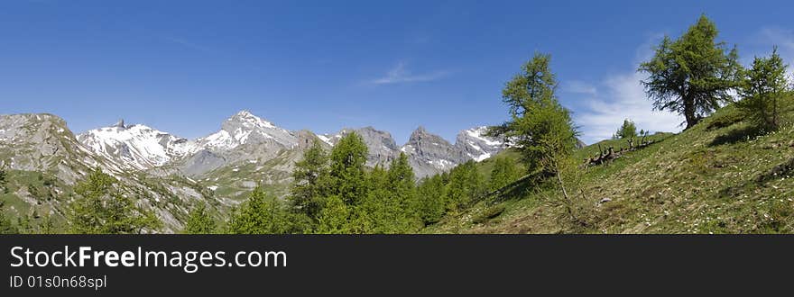 Pine Trees In A Mountain Landscape Ovronnaz Switze