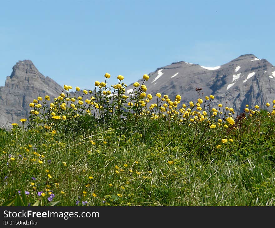 Suisse wildflowers in a mountain landscape. Suisse wildflowers in a mountain landscape