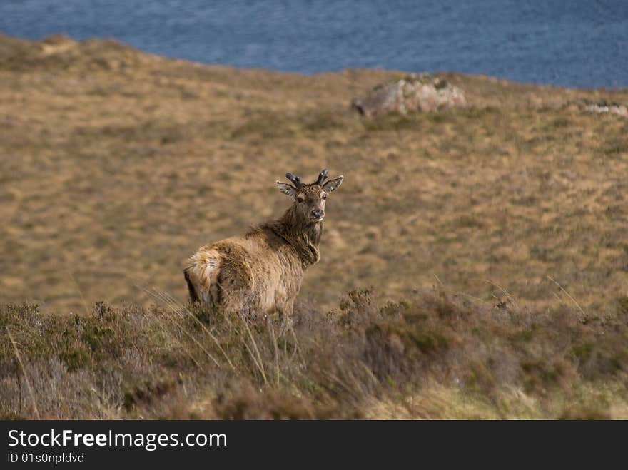 Red Deer in Scotland near Loch Lurgainn. Red Deer in Scotland near Loch Lurgainn