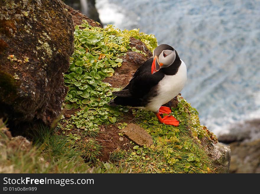 Atlantic Puffin