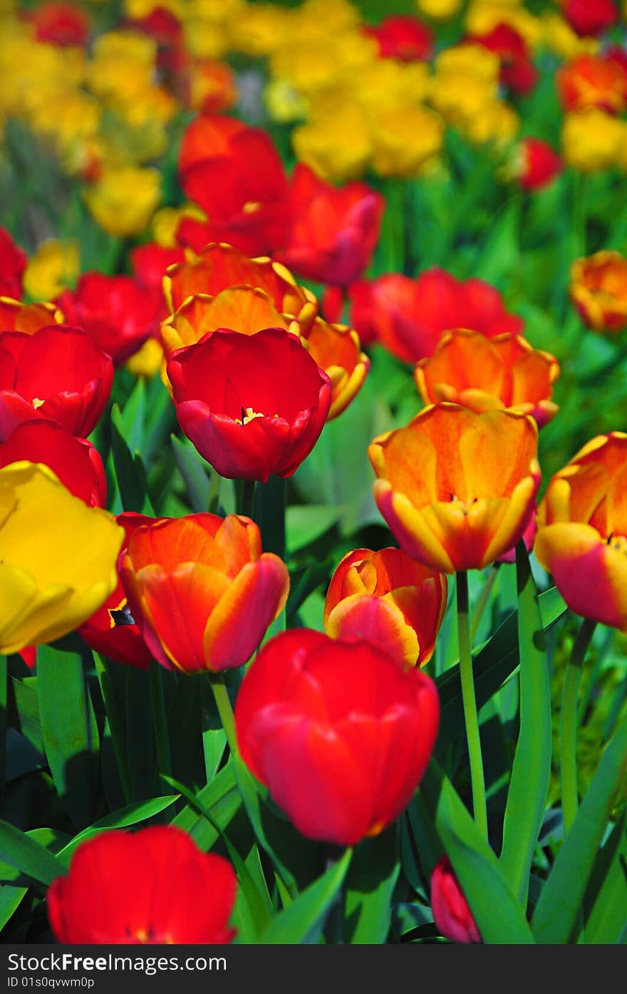 Multicolored blooming tulips in botanic garden. Multicolored blooming tulips in botanic garden