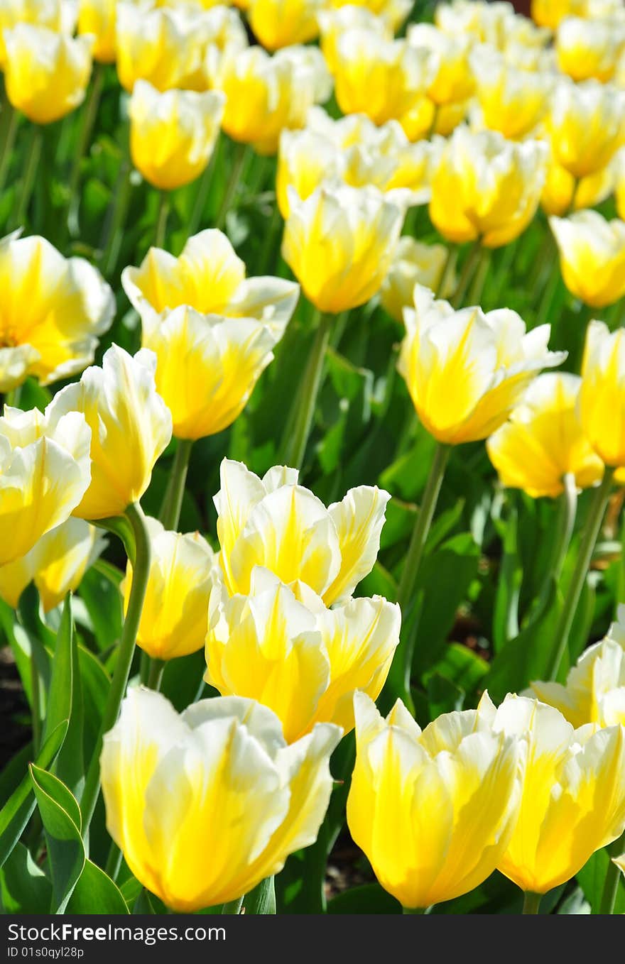 White-yellow blooming tulips in botanic garten. White-yellow blooming tulips in botanic garten