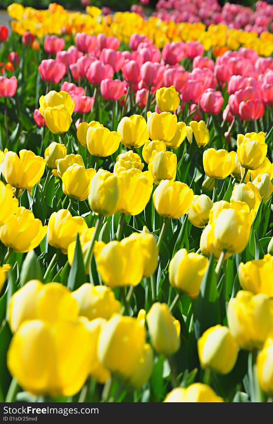 Multicolored blooming tulips in botanic garden