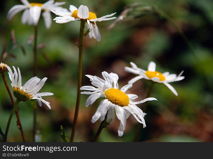 Daisy in the wind after the rain