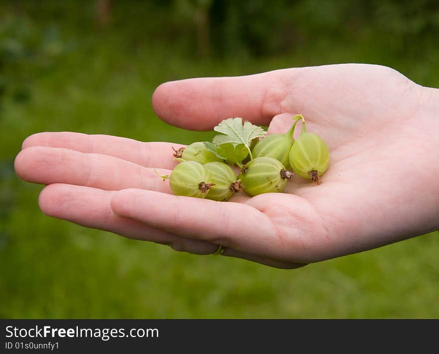 Picked Goosberry in the hand. Picked Goosberry in the hand