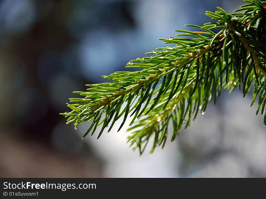 Drops on the pine branches after a summer rain