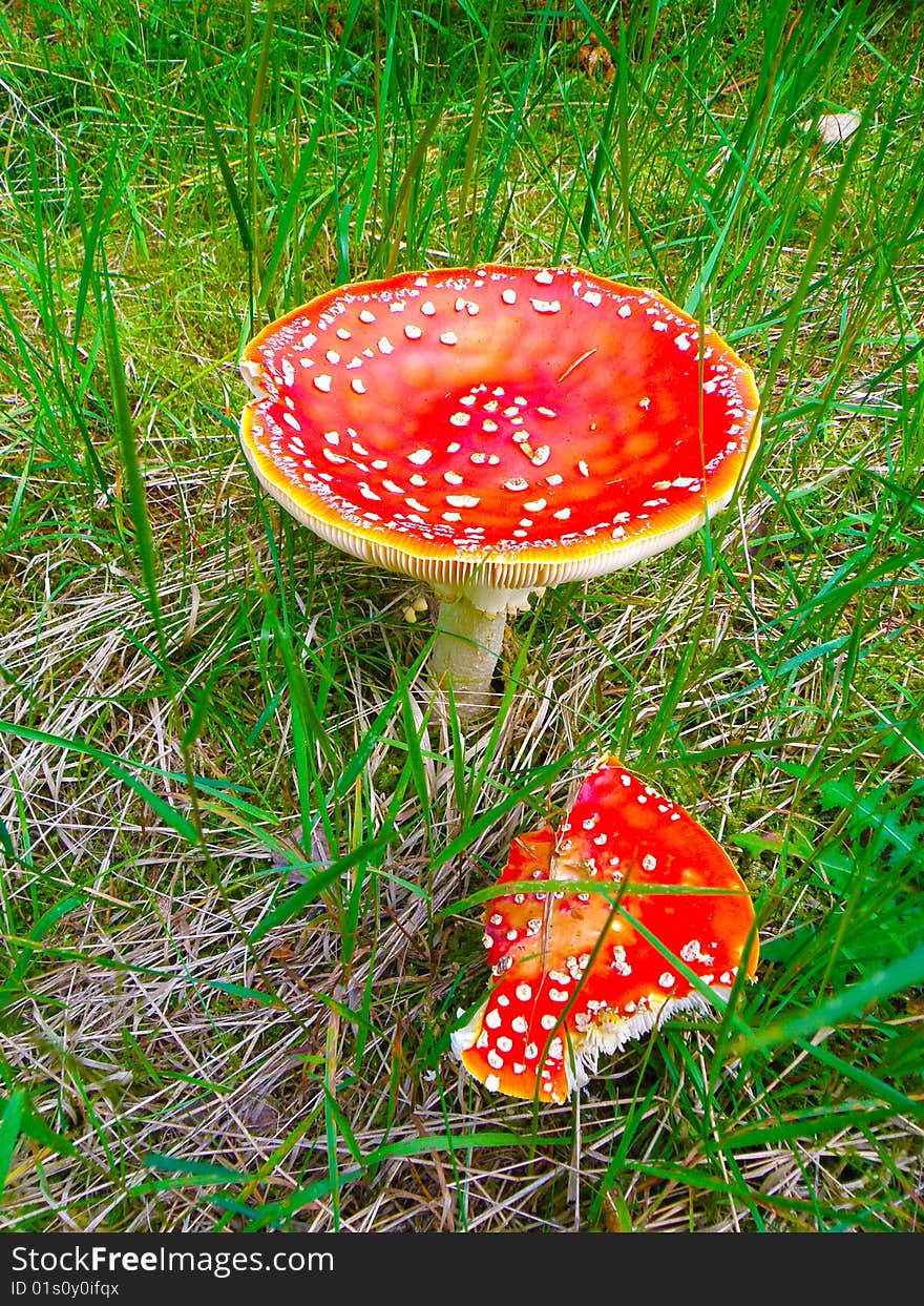 Summer time - mushroom in forest. Summer time - mushroom in forest