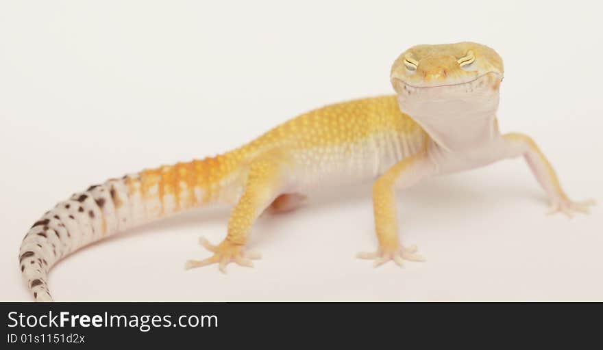 Orange Gecko