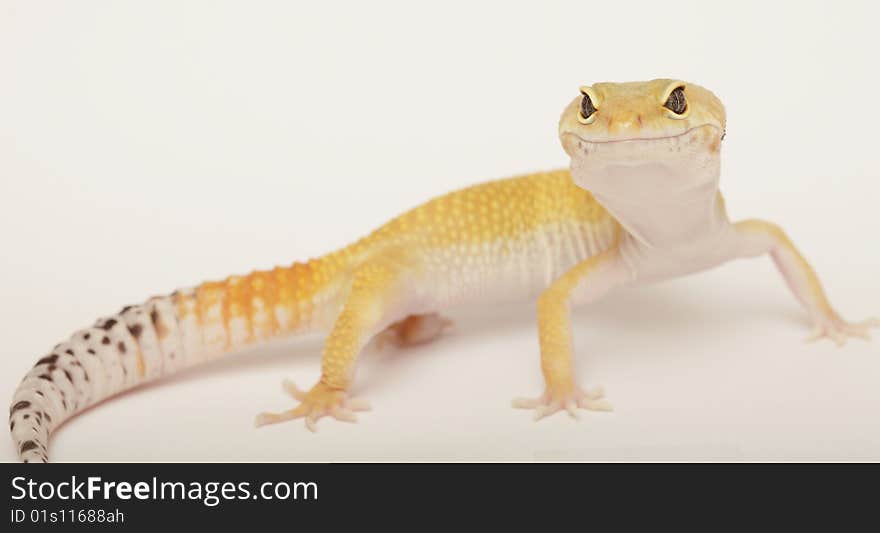 Orange Gecko