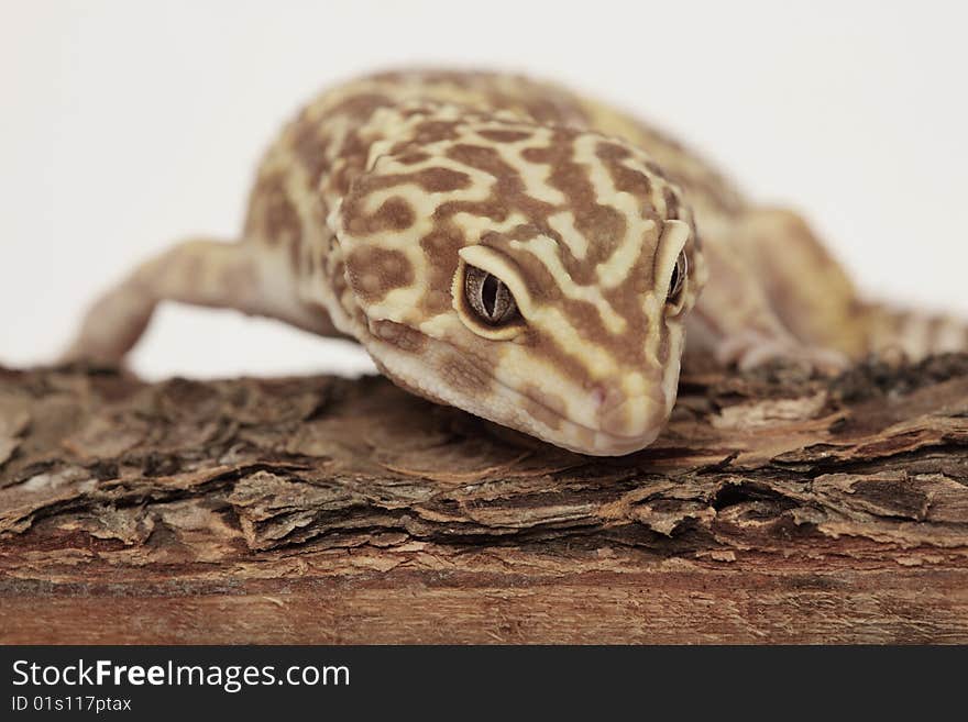 Leopard gecko on a wood log