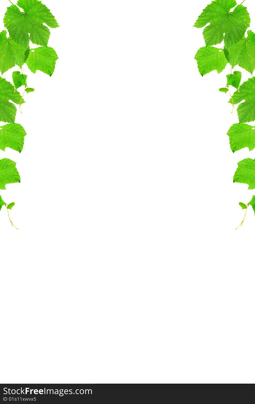 Frame from a grapevine with a white background it is isolated. A background.