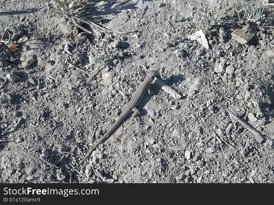 Lizard sitting on sand in the morning