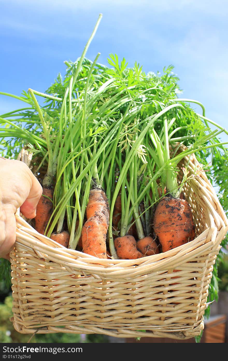 Basket of Organic Carrots