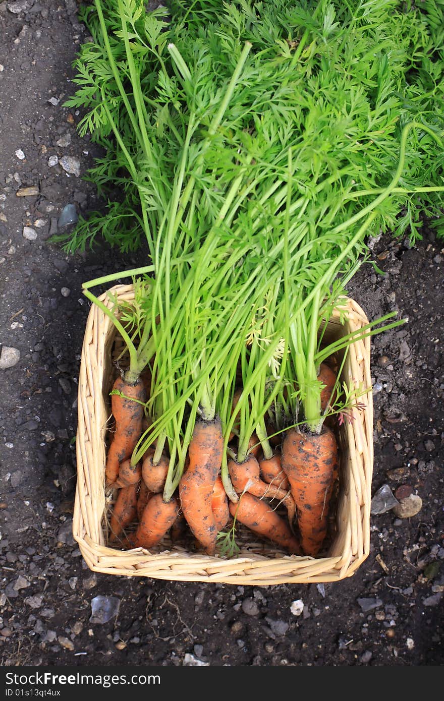 Carrot Harvest