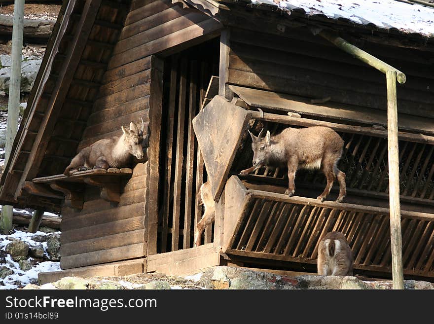 An image of three goats and an old wooden log cabin. An image of three goats and an old wooden log cabin.