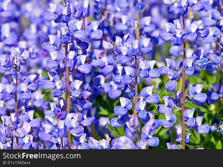 Lupines blooming in North Cascades, State of Washington