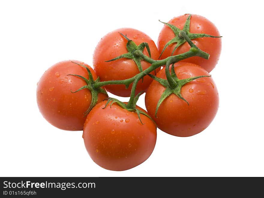 Branch of tomatoes